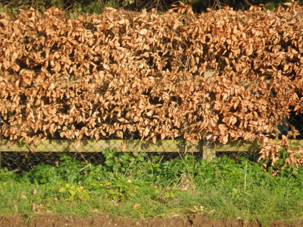 Beech hedge in winter – Sheila Sims