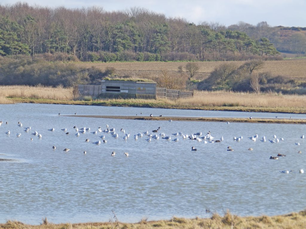 A hide at Cley, Sheila Sims