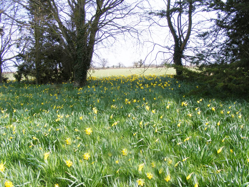 A host of golden daffodils, Sheila Sims