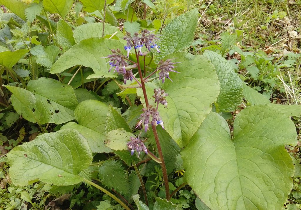 Abraham-Isaac-Jacob, Sue Jones