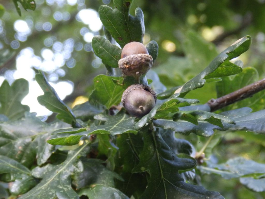 Acorns, Sheila Sims