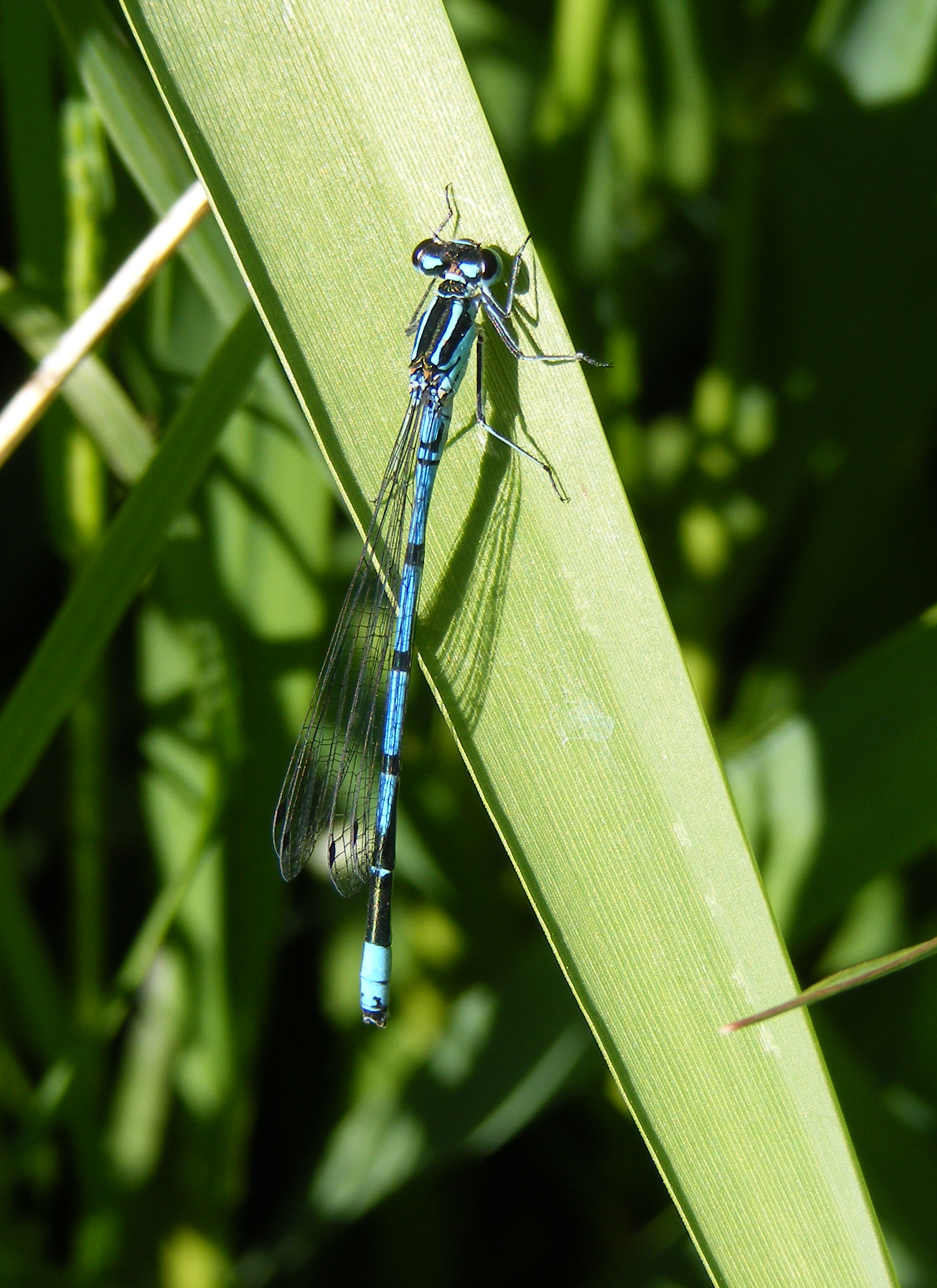 Azure damselfly, Sheila Sims