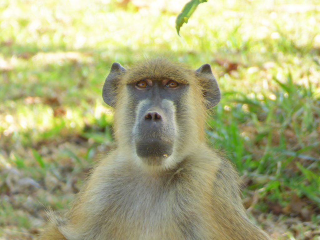 Baboon staring me out! Sheila Sims