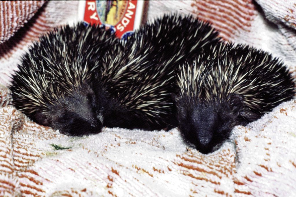 Baby hoglets – Sheila Sims