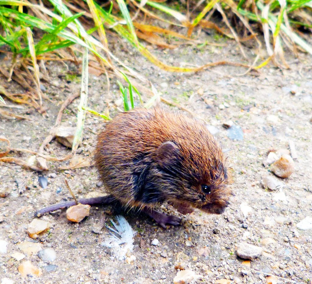 Bank vole, Mike Sims