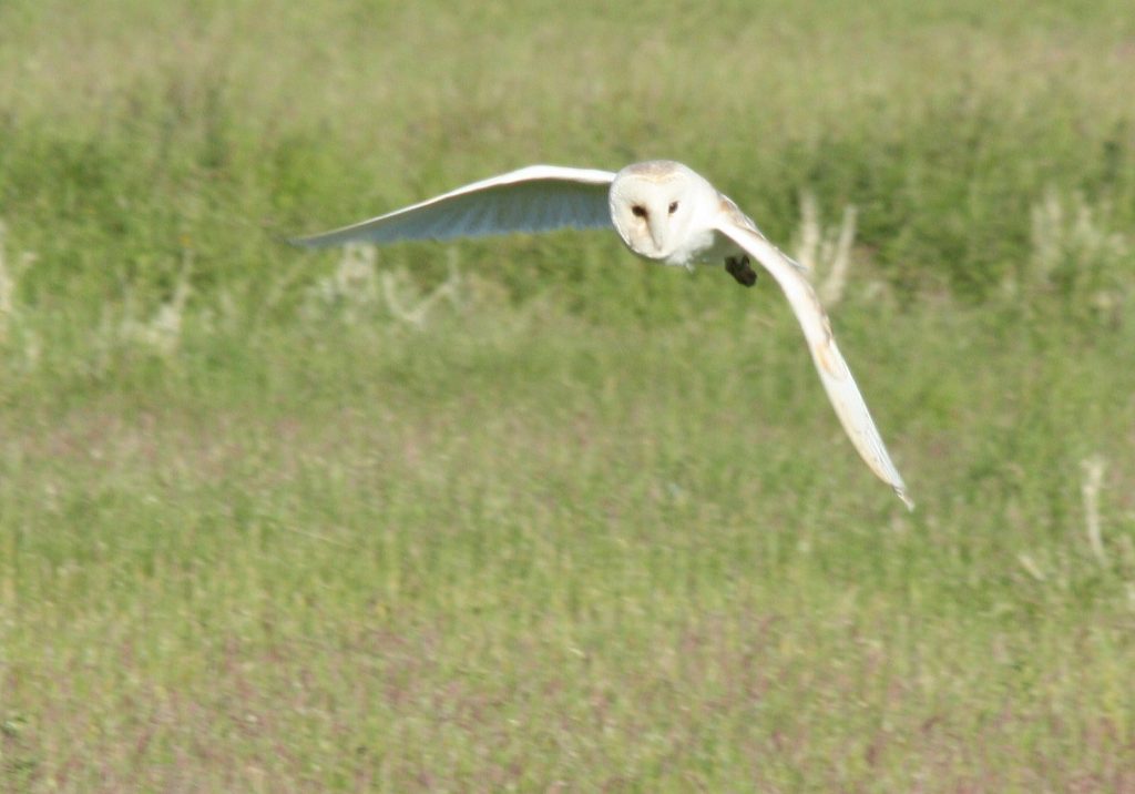 …carrying prey… Nicki Dixon