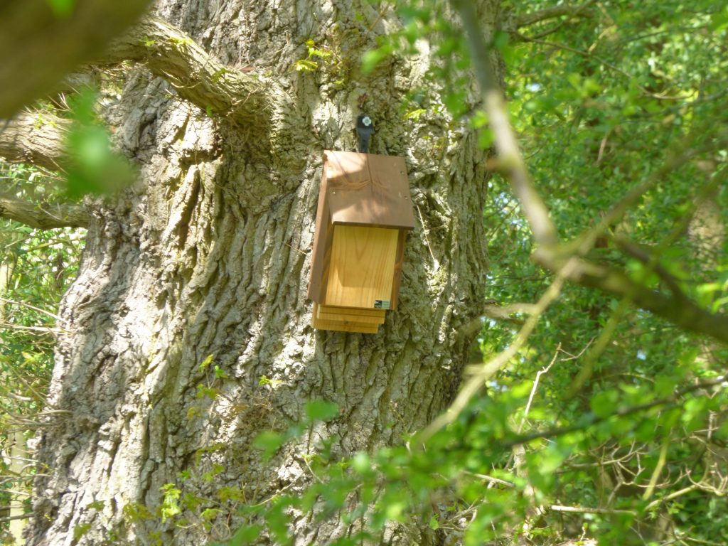 Bat box, Sheila Sims