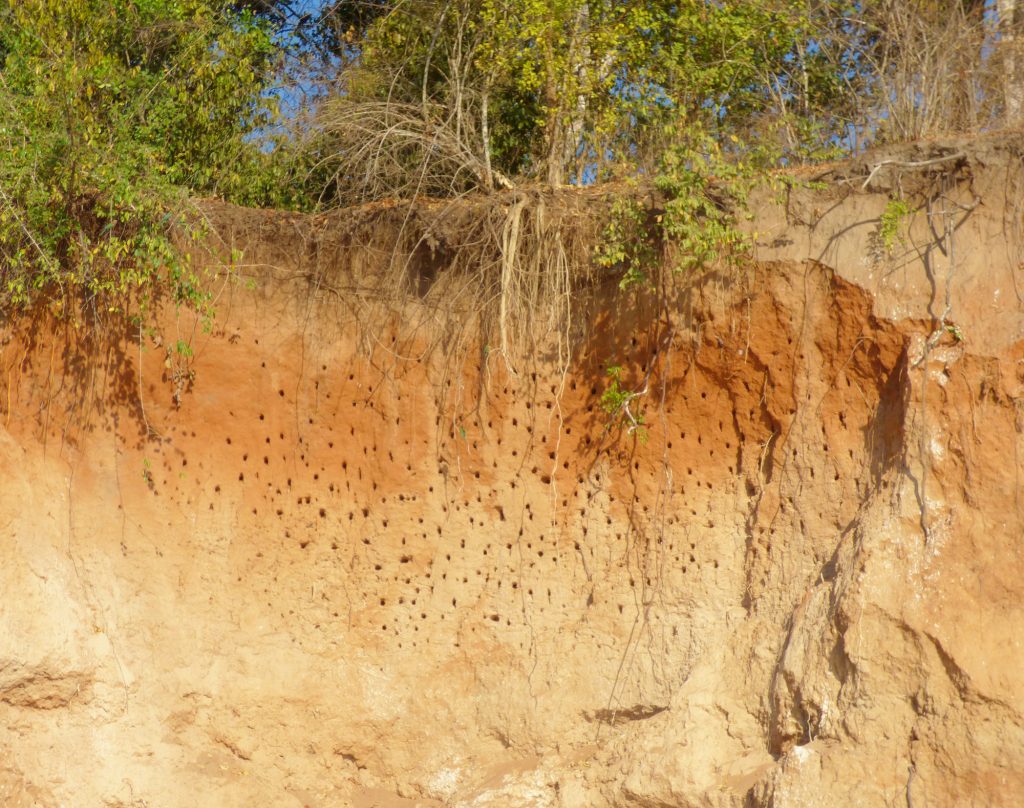 Bee-eater nest holes, Sheila Sims