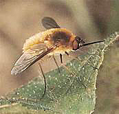 Beefly – Brittanica