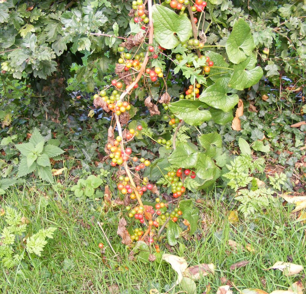 Black bryony berries, Sheila Sims