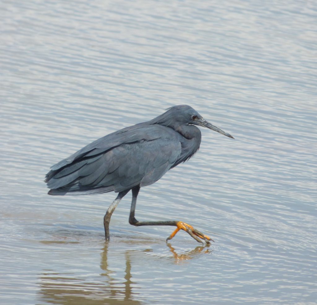 Black heron, Sheila Sims