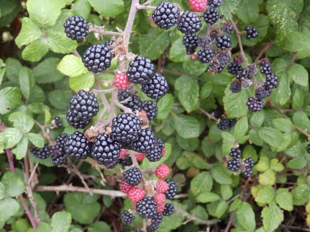 Blackberries, Sheila Sims