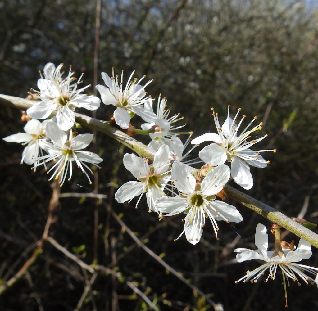 Blackthorn blossom, Sheila Sims