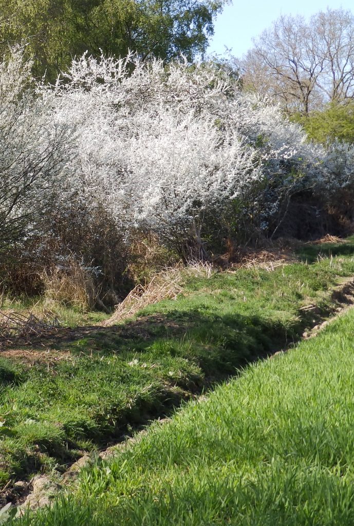 Blackthorn, Sheila Sims