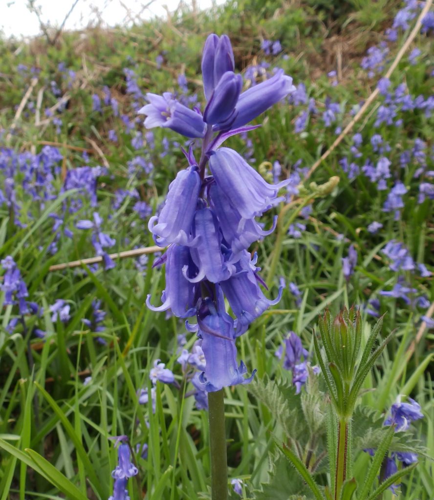 Bluebell – Sheila Sims