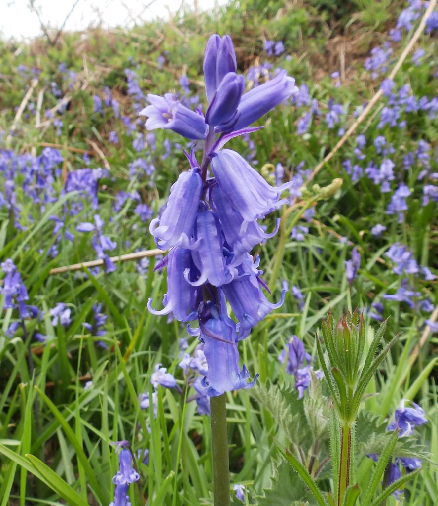 Bluebells, Sheila Sims