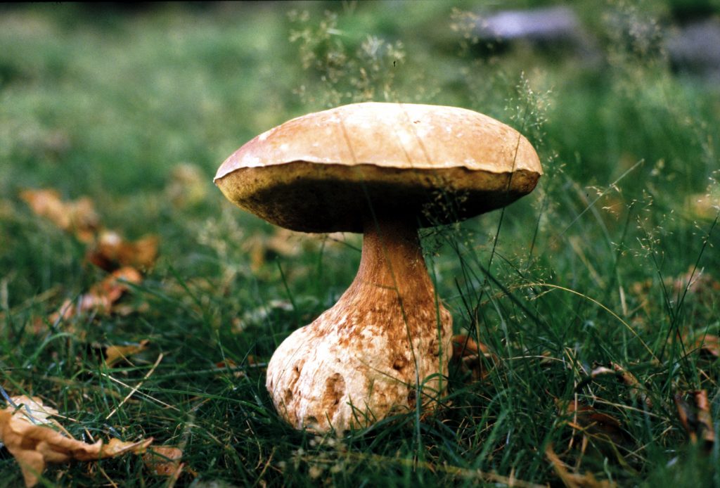 Boletus, Mike Sims