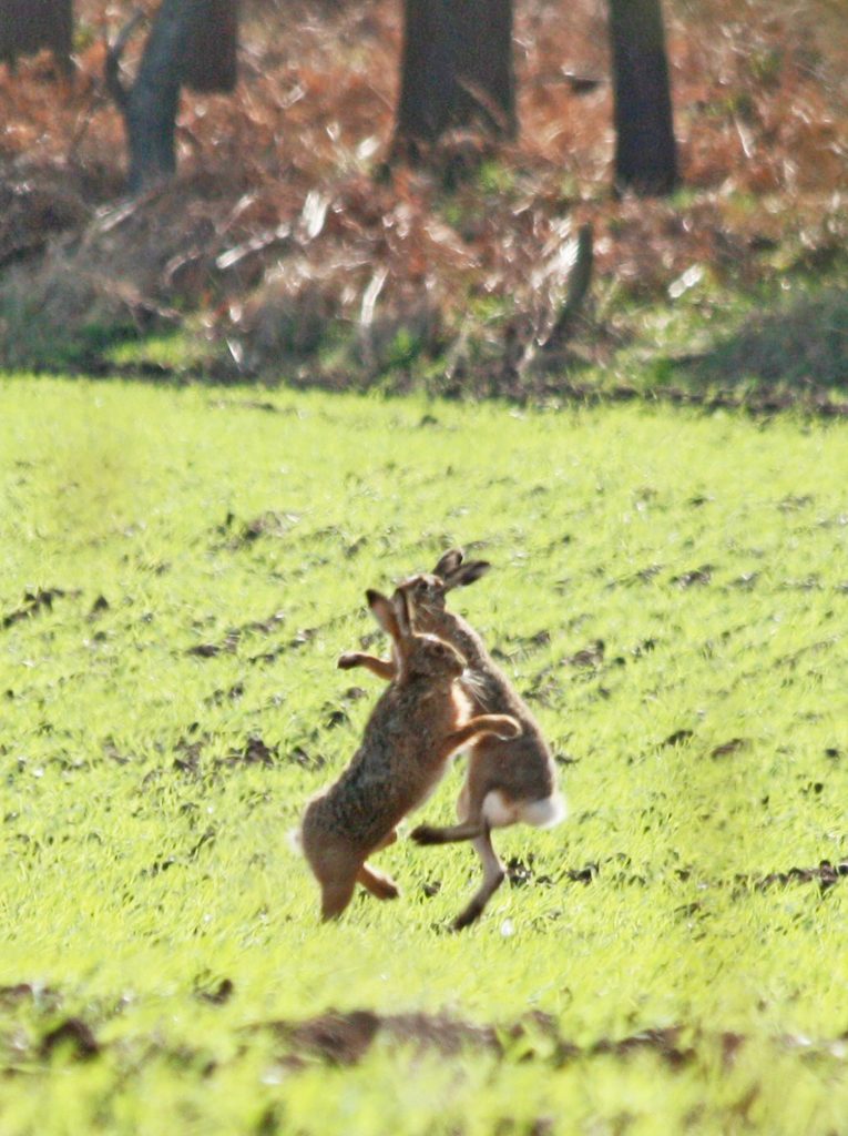 Boxing hares, Nicki Dixon