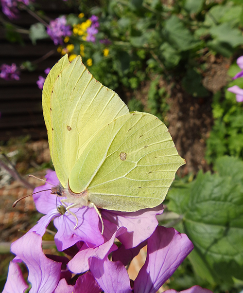 Brimstone, Sheila Sims