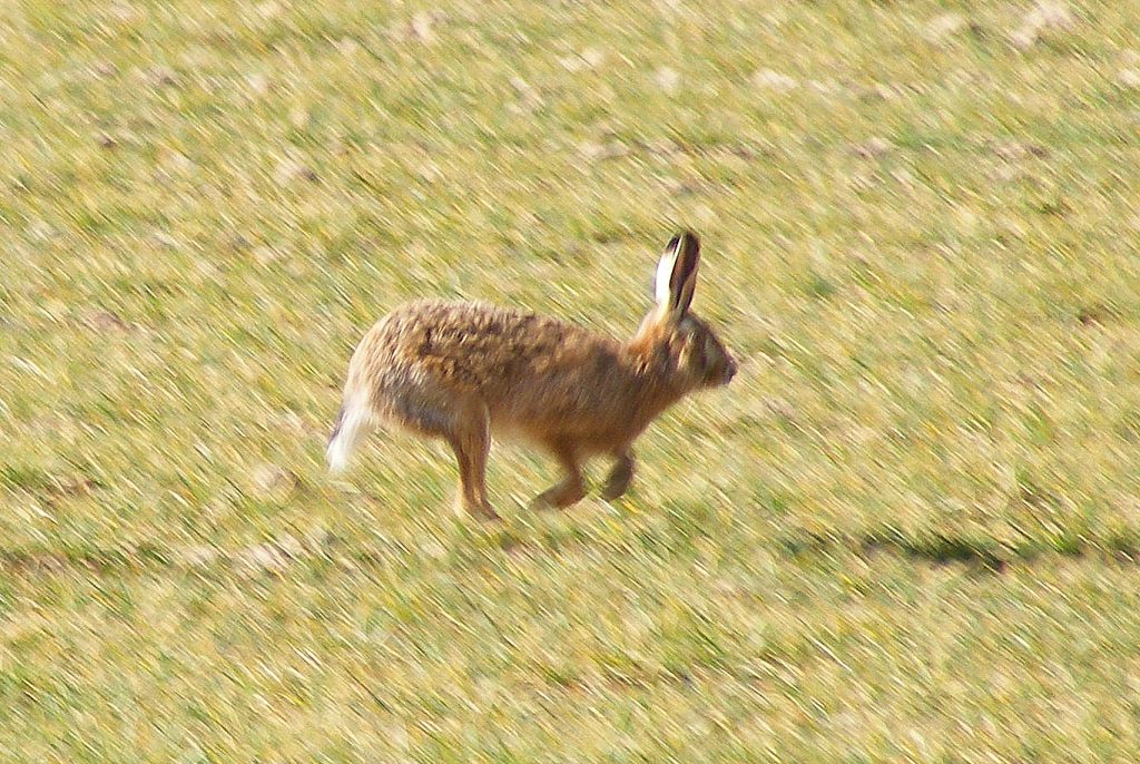 Brown hare, Sheila Sims