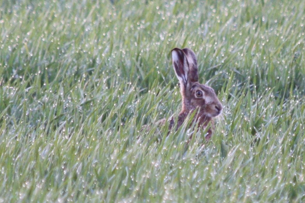 Brown hare in decline, Nicki Dixon