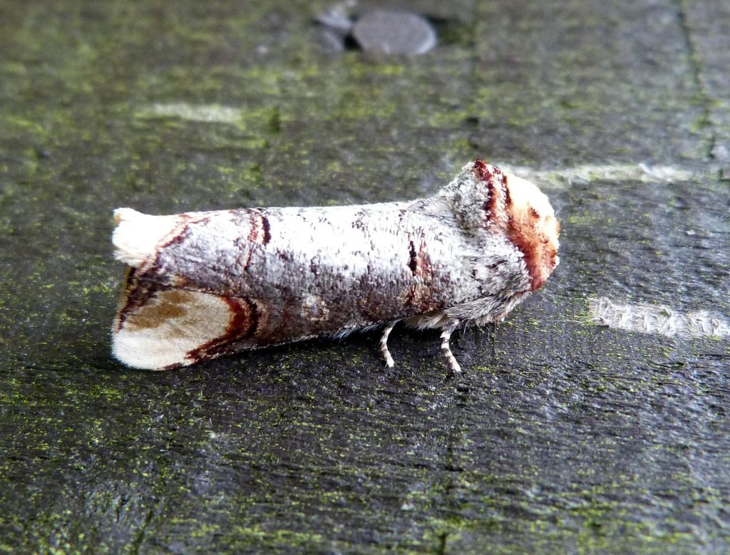 Buff tip moth, Sheila Sims