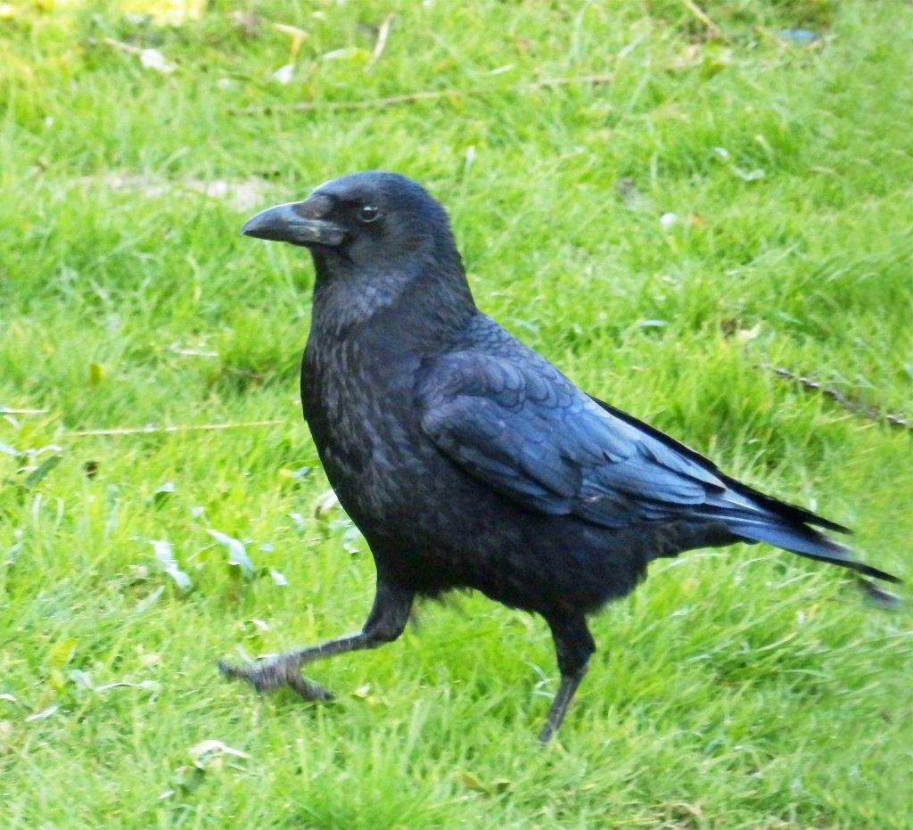 Carrion crow, Sheila Sims