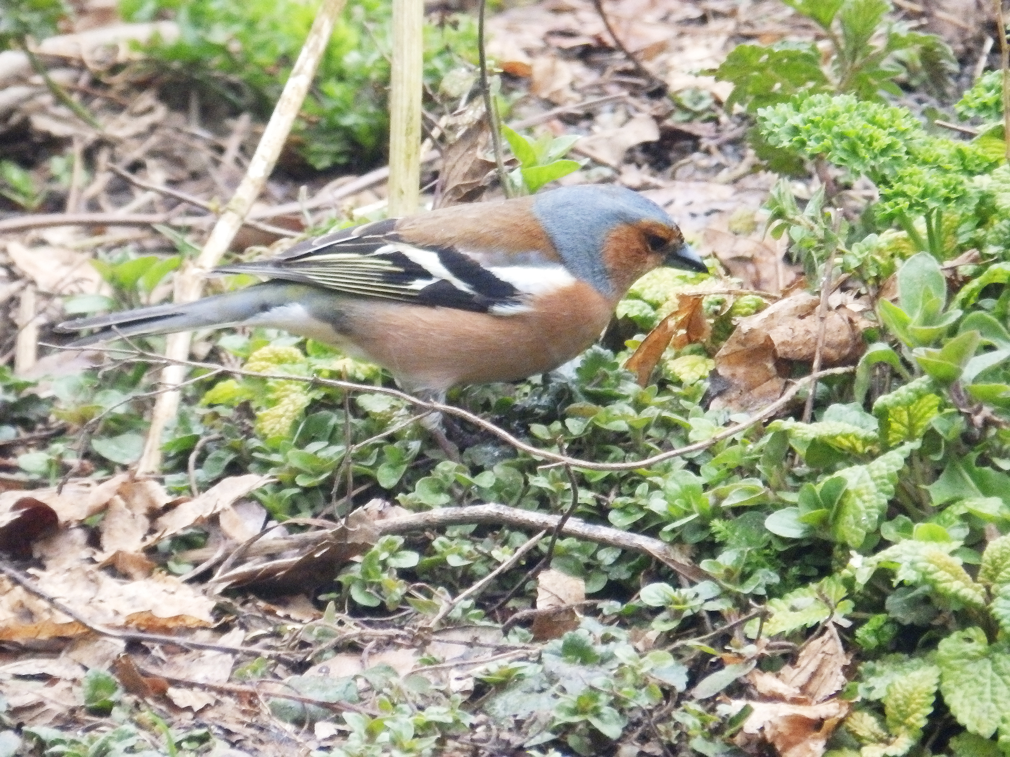 Chaffinch, Sheila Sims