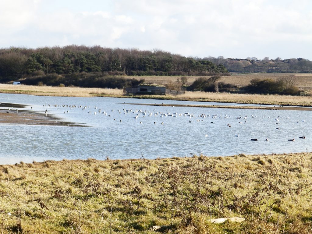 Cley Marshes, Sheila Sims