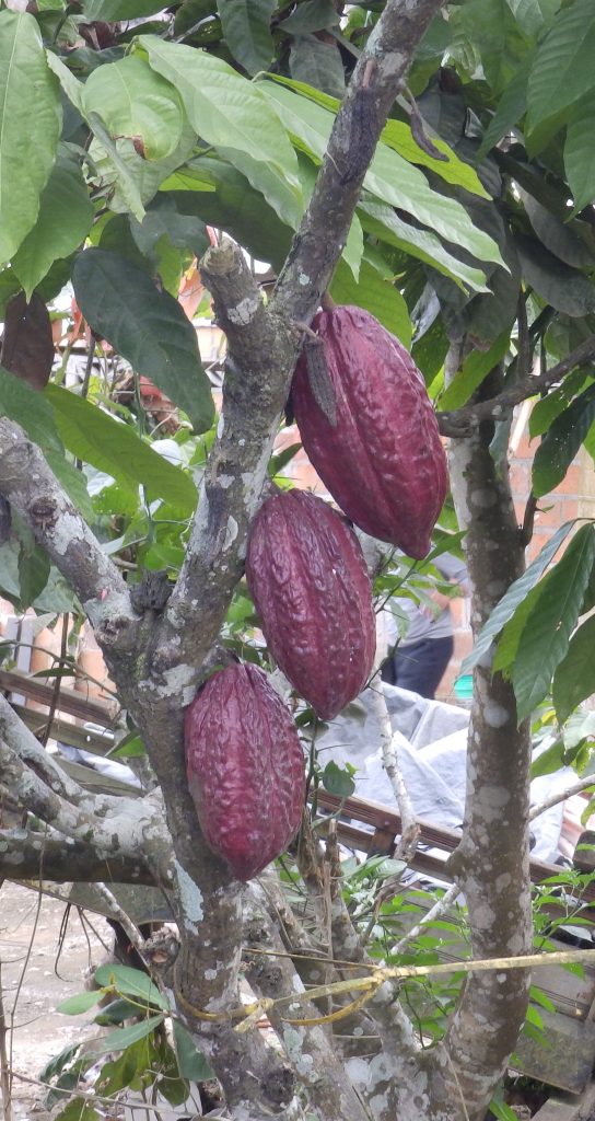 Cocoa pods, Sheila Sims