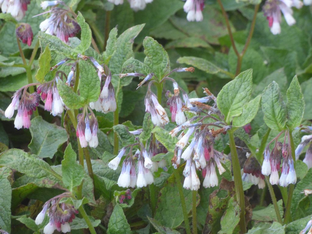 Comfrey – bees love it!