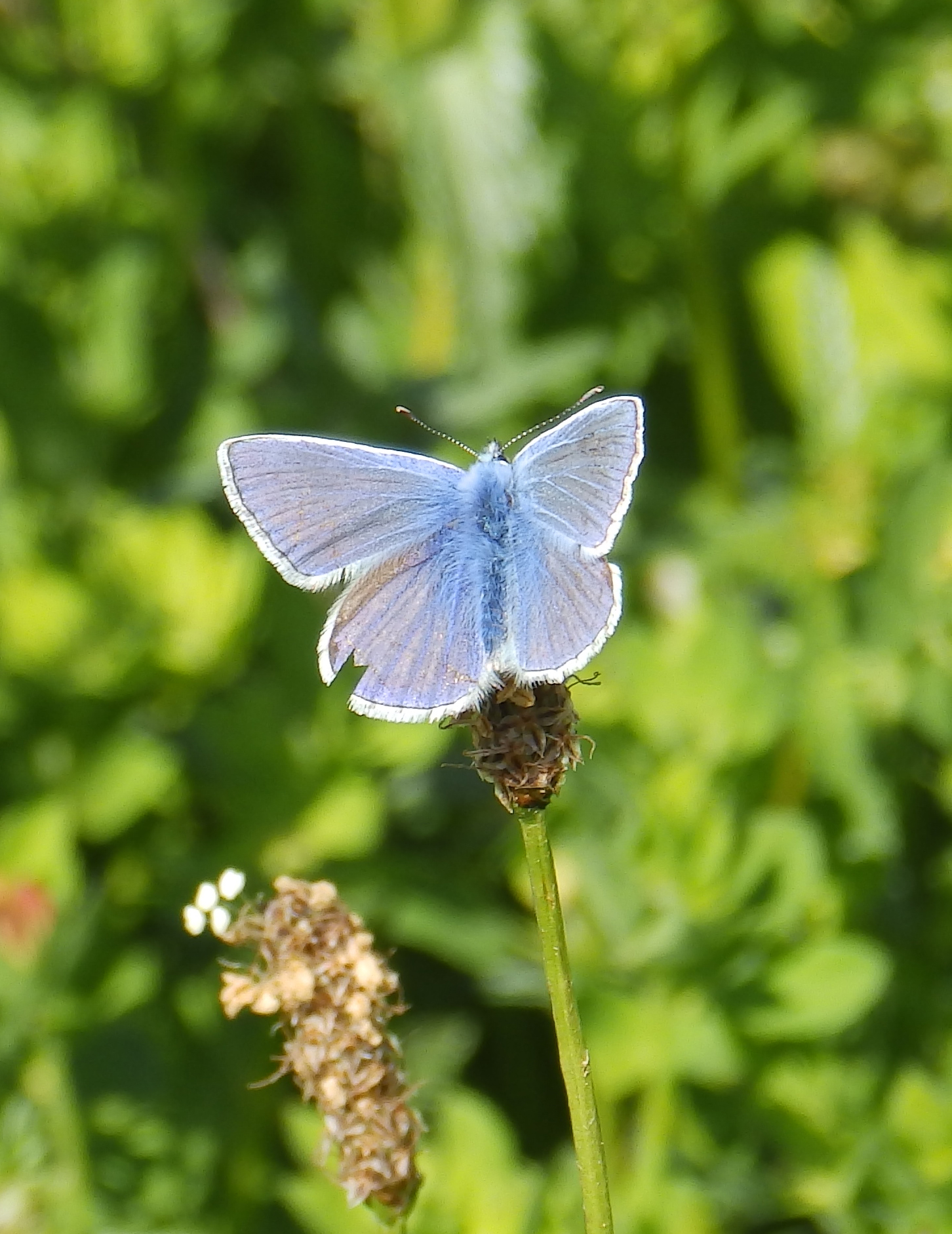 Common Blue, Sheila Sims