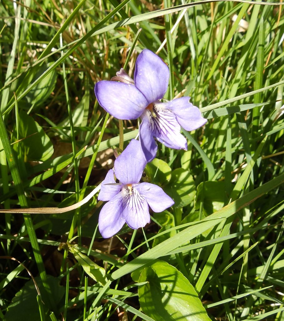 Common Dog violet, Sheila Sims