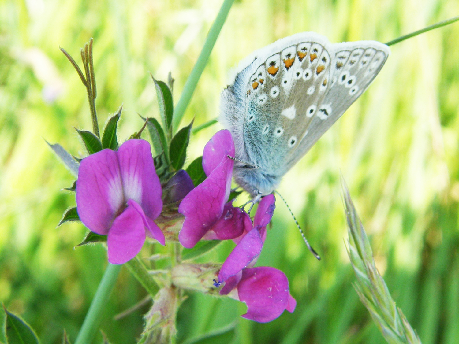 Common Blue underwing, Nicki Dixon