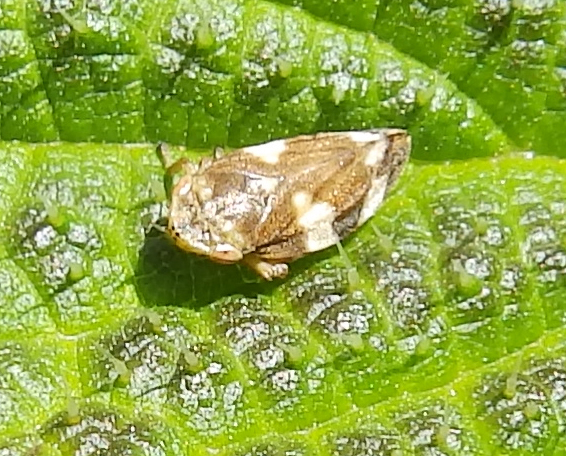 …created by the Froghopper nymph, Sheila Sims