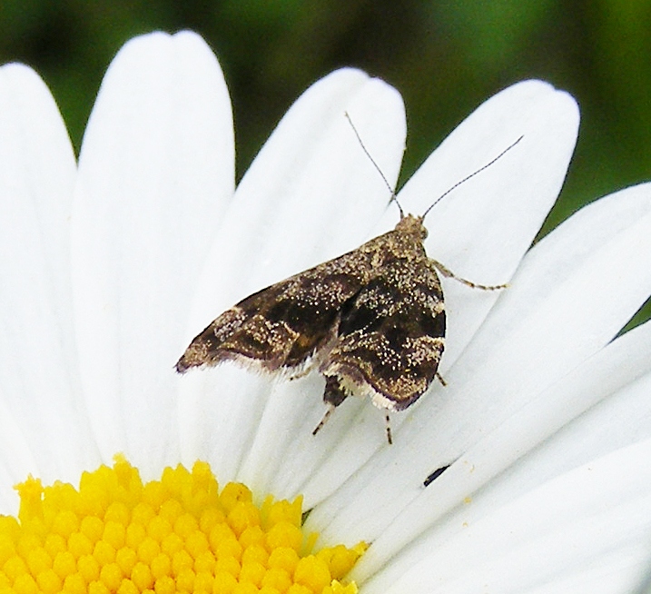 Common nettle-tap, Sheila Sims