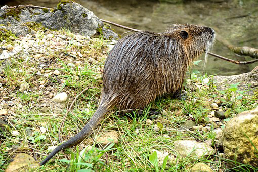 Coypu Antranias
