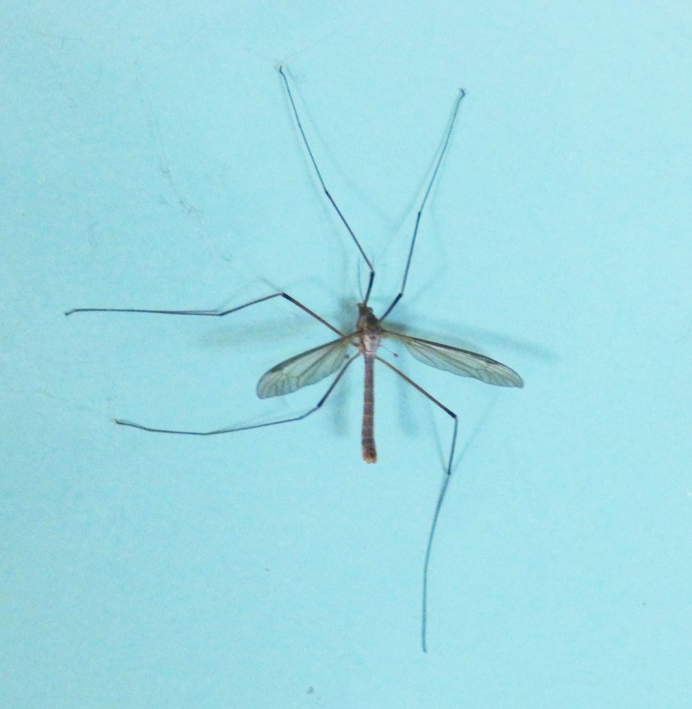 Crane fly, Sheila Sims