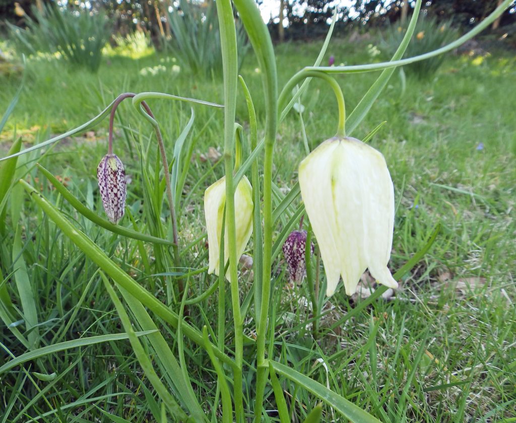 The creamy-white variety, Sheila Sims