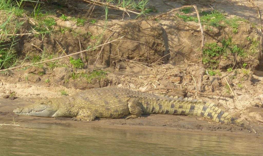 Crocodile, Sheila Sims