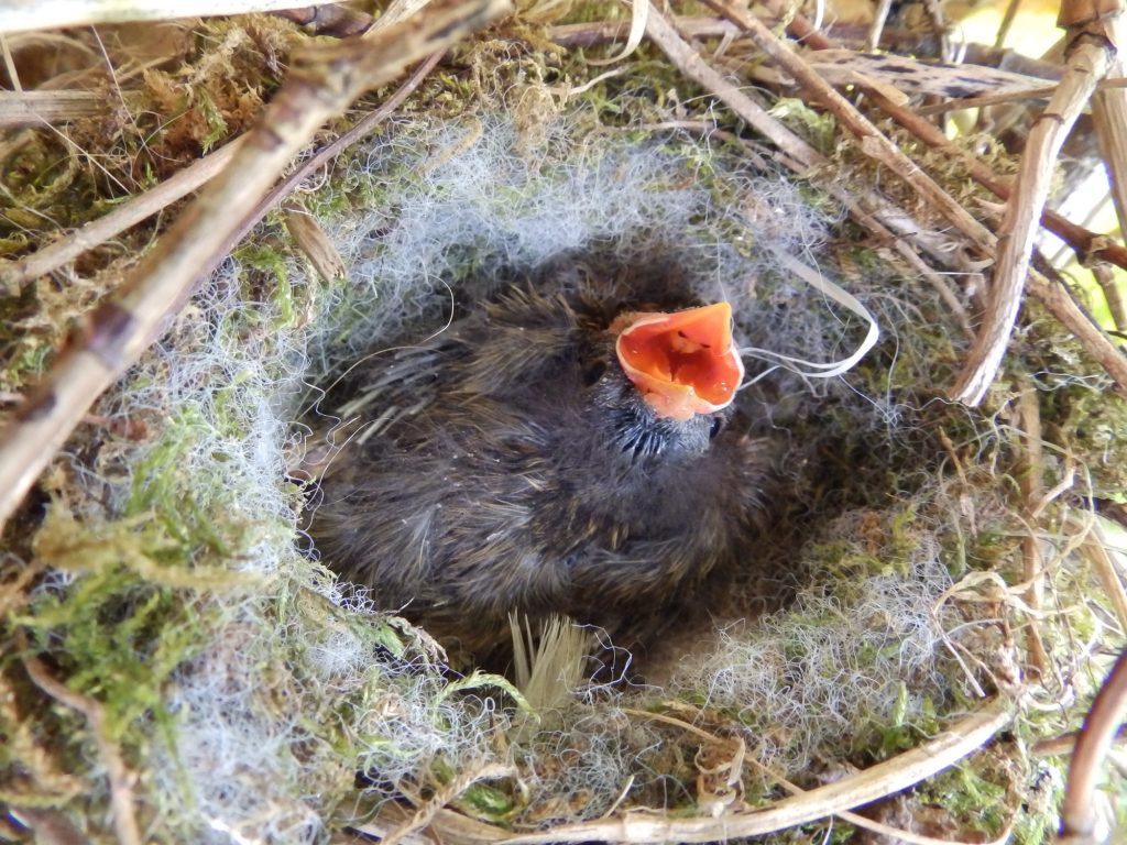 Cuckoo nestling in a Dunnock’s nest – Sheila Sims