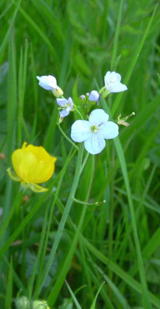 Cuckoo flower - Sheila Sims