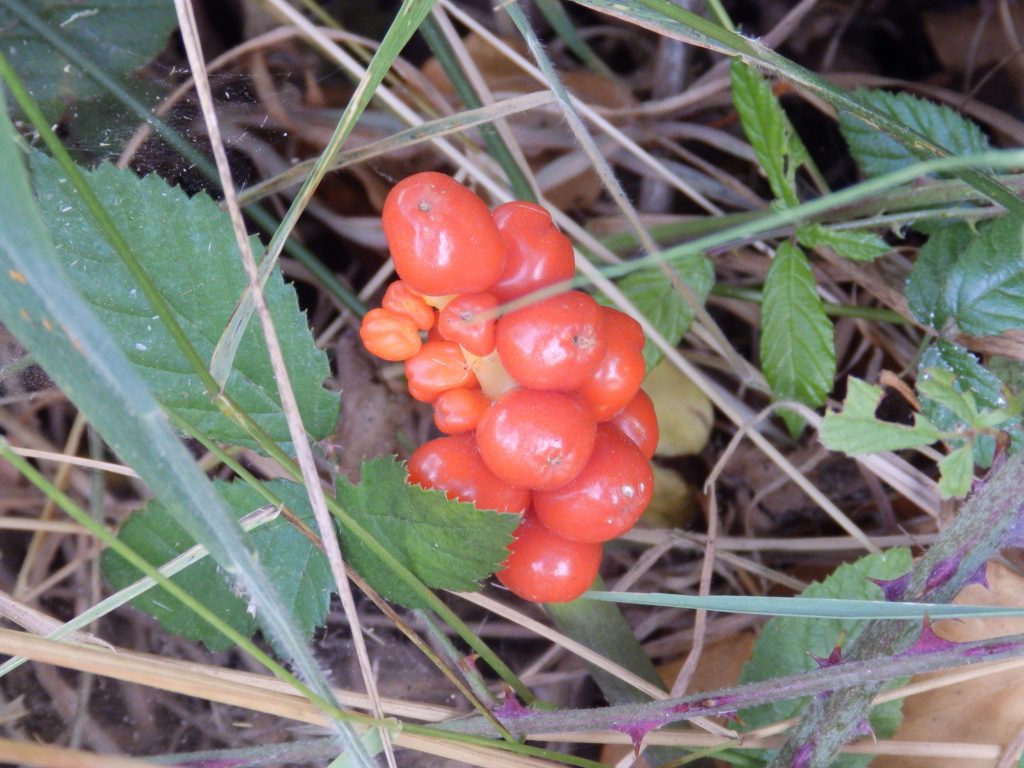 Cuckoo pint – Sheila Sims