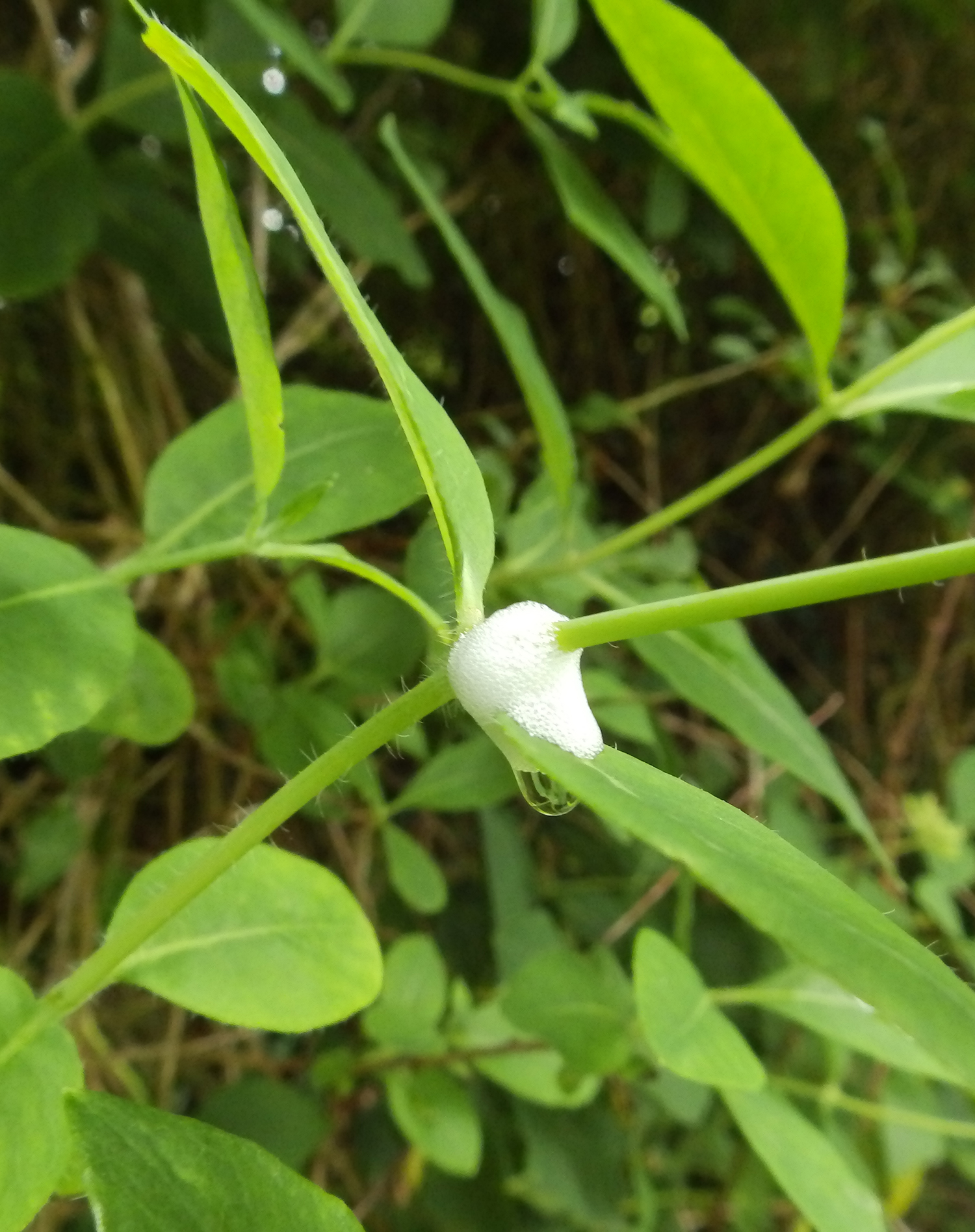 Cuckoo spit… Sheila Sims