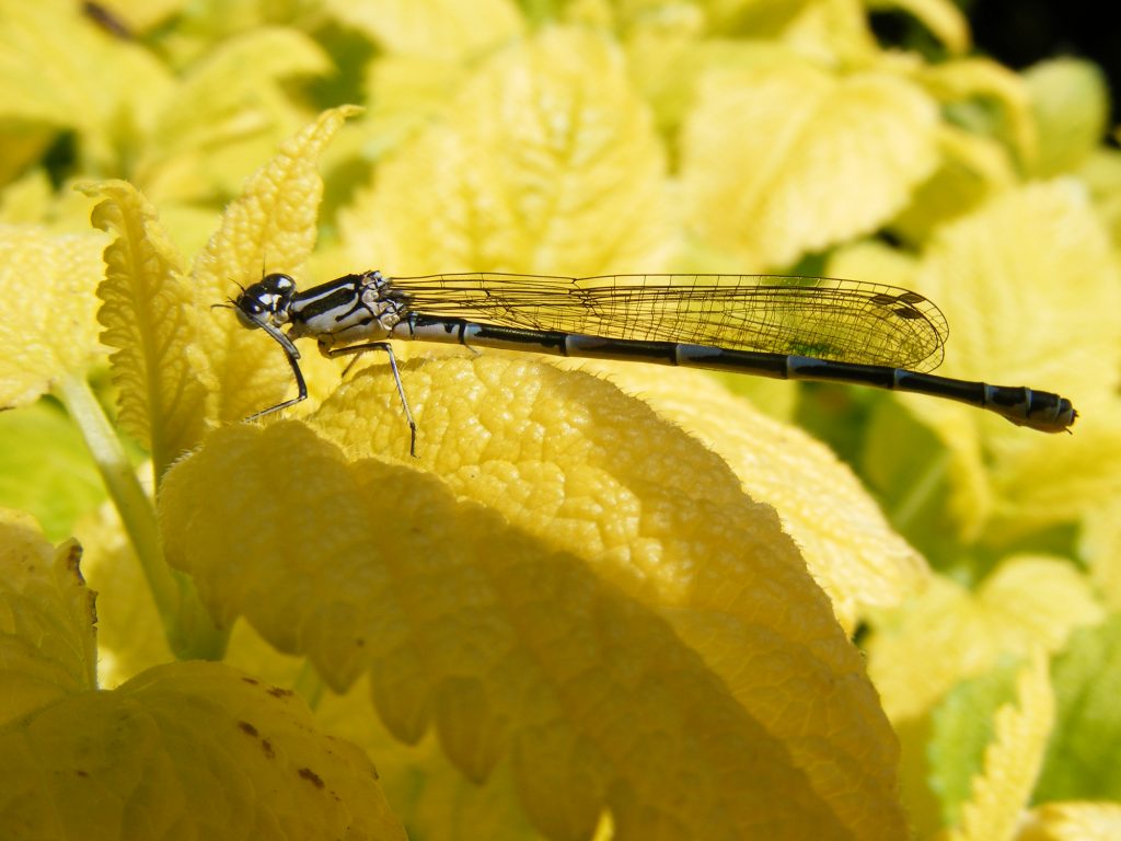 Damselfly in garden – Sheila Sims