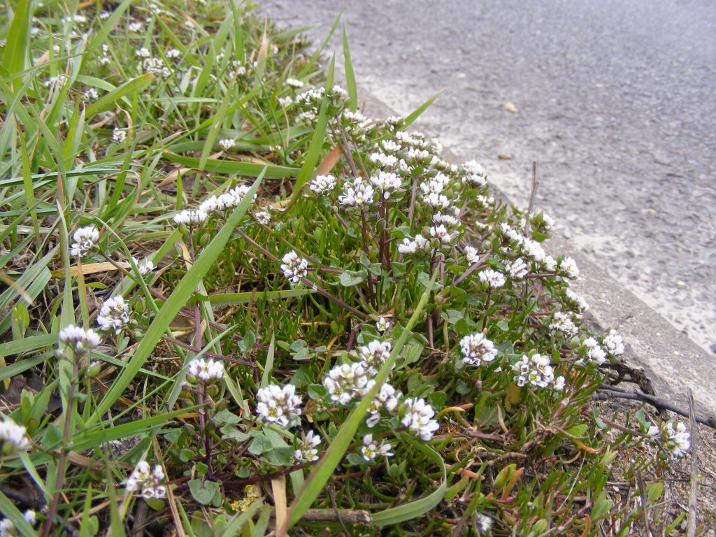 Danish Scurvy grass, Sheila Sims