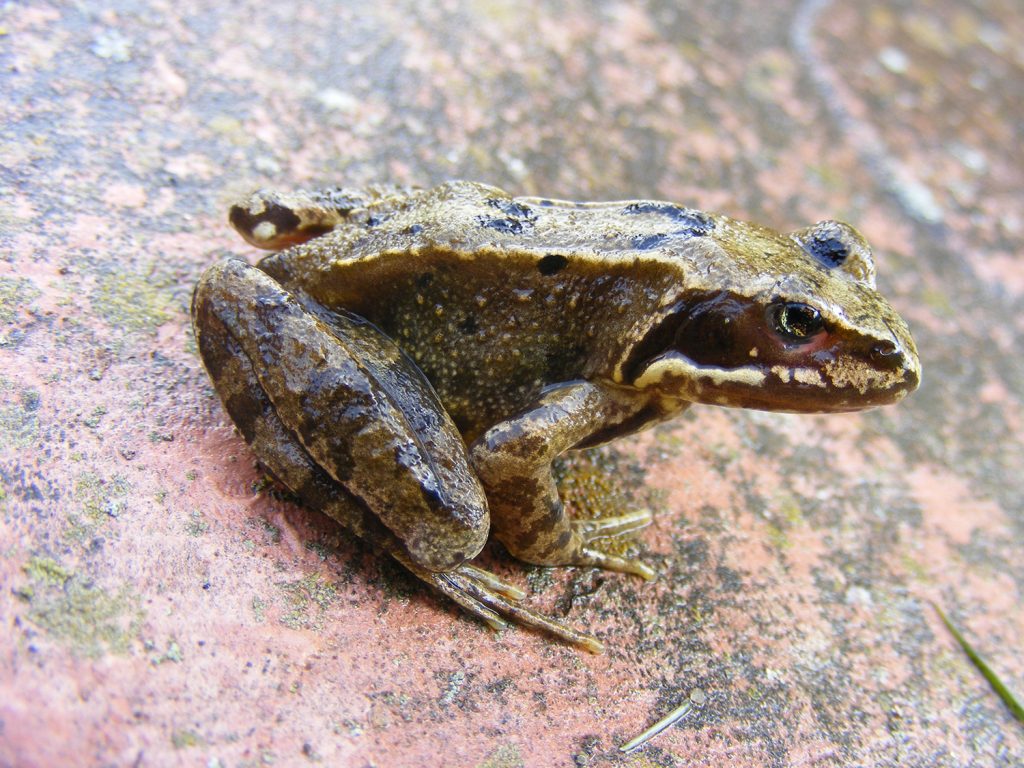 Common frog giving us dark looks… Sheila Sims