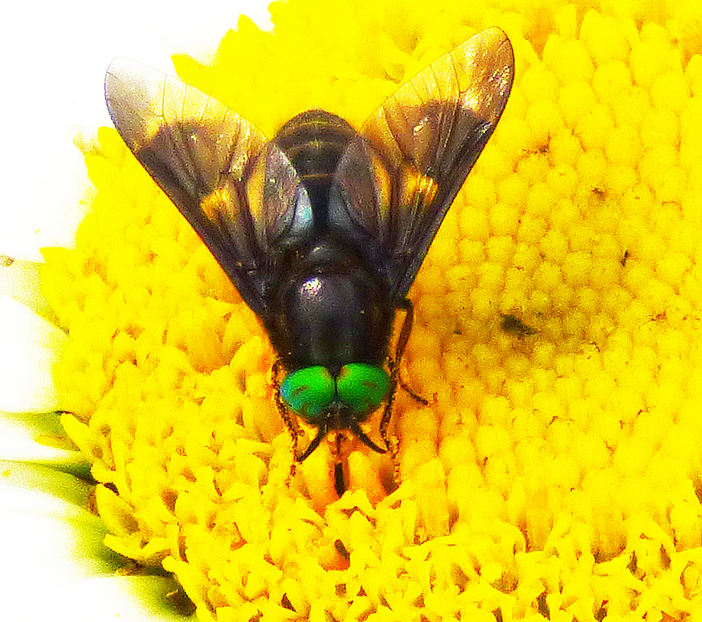 Deer fly, Sheila Sims