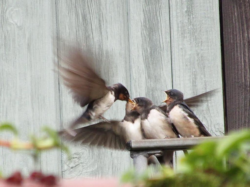 Dinner time for young swallows, Helen Dixon