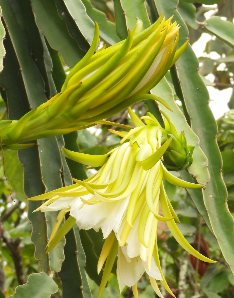 Dragon fruit flowers, Sheila Sims